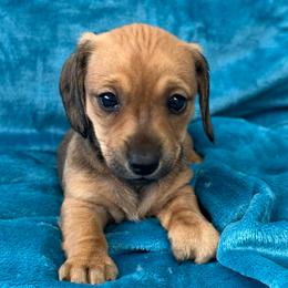Zuri - Cream female Dachshund puppy in Memphis, Tennessee from River City Doxies