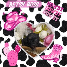 Betsy Ross - Black female Goldendoodle puppy in Sheridan, Arkansas from Arkie Doodles