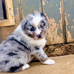 Outlaw - Blue merle male Australian Shepherd puppy in Mineral Wells, Texas from A6 Australian Shepards