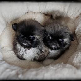 Pekingese Puppies from Tao Pekingese