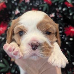 Mr Bingley AKC - Blenheim male Cavalier King Charles Spaniel puppy in Placerville, California from Quartz Mountain Doodles