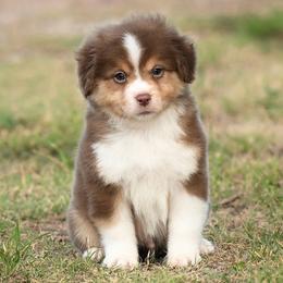 Foster - Red tri-color male Miniature American Shepherd puppy in Snyder, Texas from RLA Miniature American Shepherds