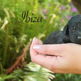 Ibiza - Black female Poodle puppy in Eugene, Oregon from Mount Zion Kennels