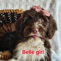 Belle - Brown and white female Portuguese Water Dog puppy in Narvon, Pennsylvania from Prized Family Porties