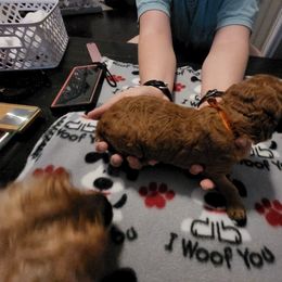 Goldendoodle Puppies from Royale's Goldendoodles