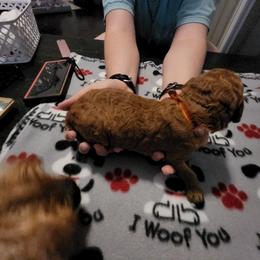 Goldendoodle Puppies from Royale's Goldendoodles
