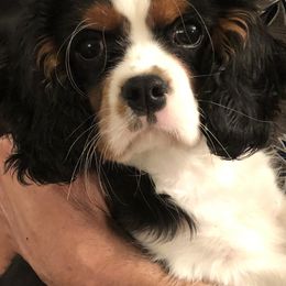 Cavalier King Charles Spaniel Puppies from Lockwood Cavaliers