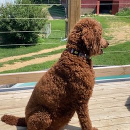 Australian Shepherds and Poodles from Brittany's Poodles and Australian Shepherds