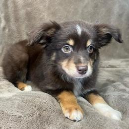 Boy 2 - Red tri male Miniature Australian Shepherd puppy in Hokes Bluff, Alabama from Alegria Toy Aussies