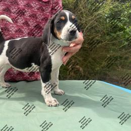 Shadow - Blue ticked and tan male Bluetick Coonhound puppy in Mount Pleasant, Texas from Harmons Hounds