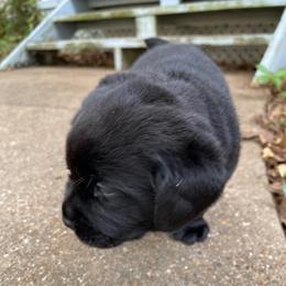Silk - Black female Labrador Retriever puppy in Grand Saline, Texas from Castle Hills Labradors