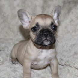 French Bulldog Puppies from The three little frenchies