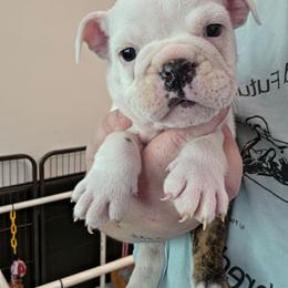 Yellow - Red brindle and white female Bulldog puppy in Walhalla, South Carolina from Lowery's English Bulldogs