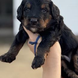 Waltz - Tri-color male Bernedoodle puppy in Rose Hill, North Carolina from Red Door Canines