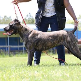 Dutch - Cane Corso