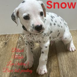 Snow - White and black Dalmatian puppy in Pocatello, Idaho from High Caliber Dalmatians