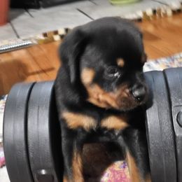 Rottweiler Puppies from Karol pragacz