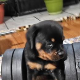 Rottweiler Puppies from Karol pragacz