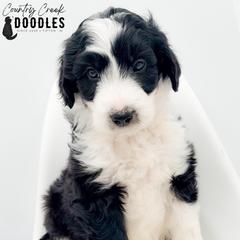 Charlie - male Australian Mountain Doodle puppy in Tipton, Indiana from Country Creek Doodles