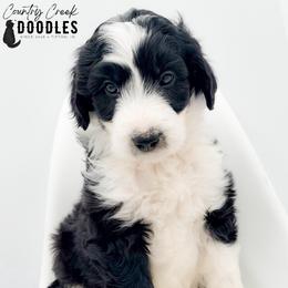 Charlie - male Australian Mountain Doodle puppy in Tipton, Indiana from Country Creek Doodles