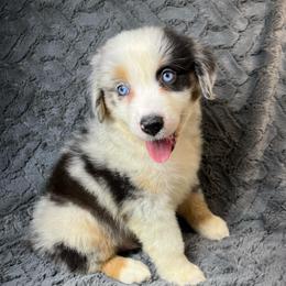 Boy 1 - Blue merle male Toy Australian Shepherd puppy in Hokes Bluff, Alabama from Alegria Toy Aussies