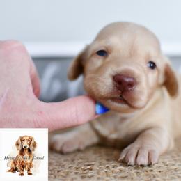 Cream girl 2 - Cream female Dachshund puppy in Empire, Alabama from Heart of Dixie Kennel