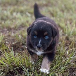 Putzie - Black tri-color male Australian Shepherd puppy in Uvalda, Georgia from Happy Ours Australian Shepherds