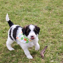 Bernedoodle, Goldendoodle, and Poodle Puppies from Raintree Standard Poodles & Mini Doodles