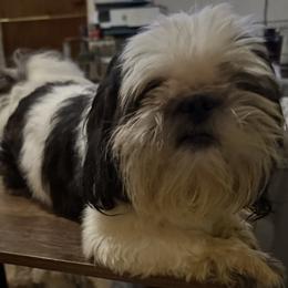 Magic - Shih Tzu