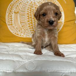 Hunter - Cream male Cavapoo puppy in Gap, Pennsylvania from Coles Cavapoo’s