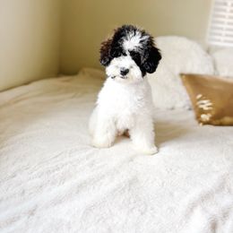 Gabe - Parti Poodle puppy in Quakertown, Pennsylvania from Miniature Poodle Stud and Pups