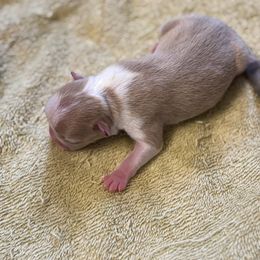 Lilac female - Lilac female Boston Terrier puppy in Mc Donough, Georgia from Ballard Boston Terriers