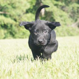 Mr. Navy Collar Black Male - Black male Labrador Retriever puppy in Johnston, South Carolina from Dry Pond Retrievers, LLC