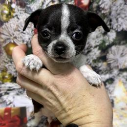 Yang - Black male Chihuahua puppy in Palmyra, Indiana from Country Star Chihuahuas