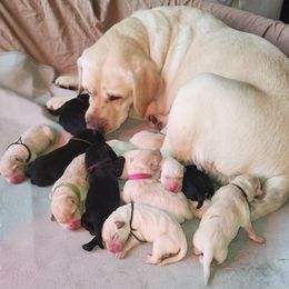 Labrador Retriever Puppies from Reeds Sunset Acres