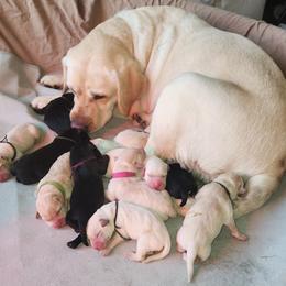 Labrador Retriever Puppies from Reeds Sunset Acres