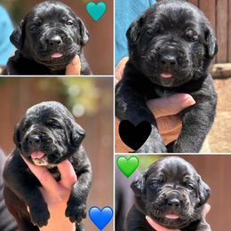 Boy 2 - Black male Cane Corso puppy in San Francisco, California from Solo Uno Cane Corso