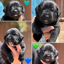 Boy 2 - Black male Cane Corso puppy in San Francisco, California from Solo Uno Cane Corso