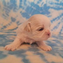 Cloud - White male Shih Tzu puppy in Silver Springs, Nevada from Meadowlyn's Dream Shih Tzu