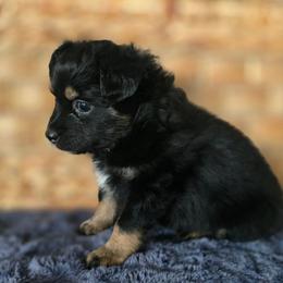 Snickerdoodle - Black tri female Miniature Australian Shepherd puppy in Paris, Texas from Blue Envy Mini Aussies
