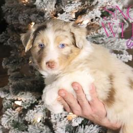 Snow White - Red merle female Australian Shepherd puppy in Keytesville, Missouri from Dogwood Lane Canine