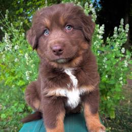 Pumba - Red tri-color male Australian Shepherd puppy in Smithfield, Utah from C&C Ranch