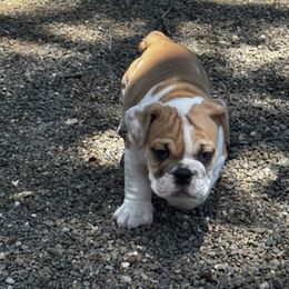 Apollo - Fawn and white male Bulldog puppy in Grants Pass, Oregon from Titan Bulldogs