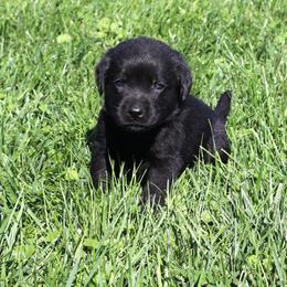 Graham - Black male Labrador Retriever puppy in Camden, Indiana from Camden's Caring Canines