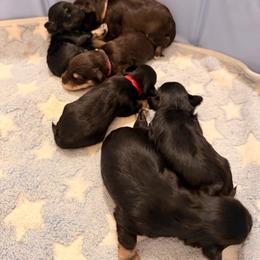 Miniature Schnauzer puppies from Semien Family Kennels