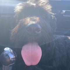 Saint Berdoodles from Sophie’s Saints