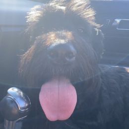 Saint Berdoodles from Sophie’s Saints