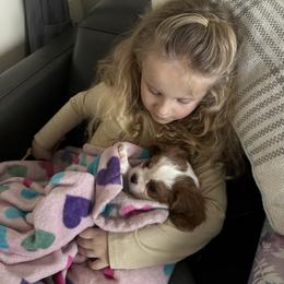 Cavalier King Charles Spaniel Puppies from Cavy Love
