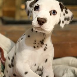 Dalmatian Puppies from Rhapsody Dalmatians