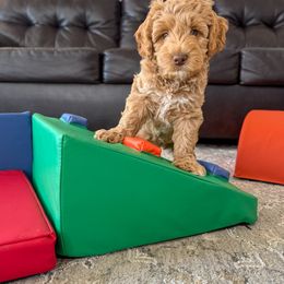 Australian Labradoodle Puppies from Peak Australian Labradoodles